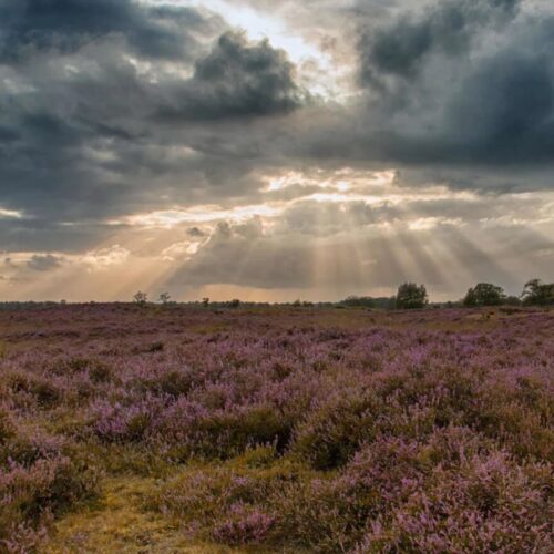 1.-Natuurmonumenten-Donatie-Natures-gift-duurzaam-cadeau-cadeaukaart