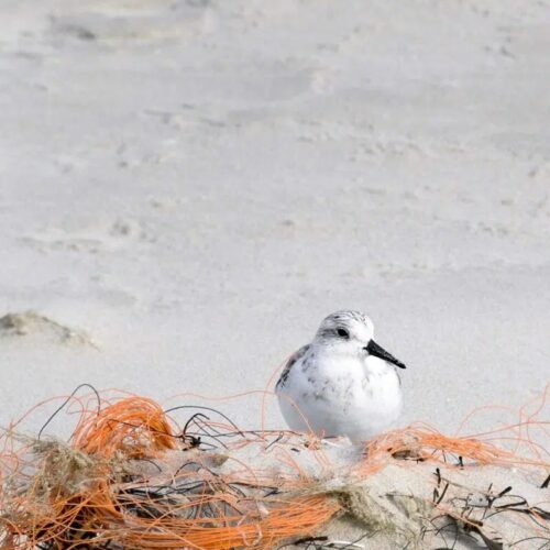 2.-Waddenvereniging-Donatie-Natures-gift-duurzaam-cadeau-cadeaukaart