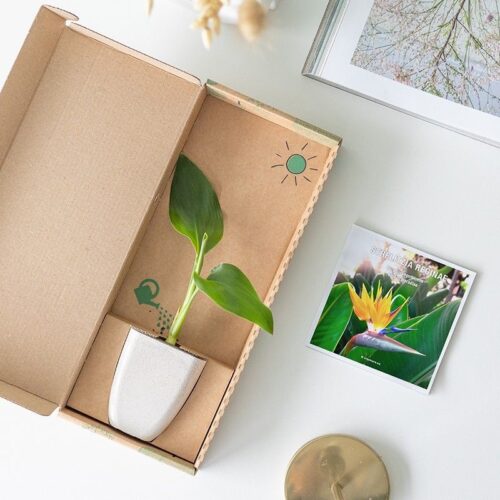 2.Natures-Gift-Paradijsvogelbloem-Strelitzia-reginae-brievenbus-cadeau-2