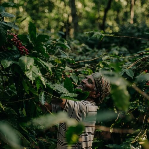 3.Brute-Bonen-Koffiebonen-Natures-gift-duurzaam-cadeau-sustainable-gift-card-duurzaamheid-natuur-geschenk-gifts-impact
