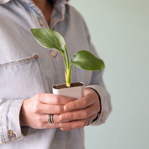 3.Natures-Gift-Paradijsvogelbloem-Strelitzia-reginae-brievenbus-cadeau-2