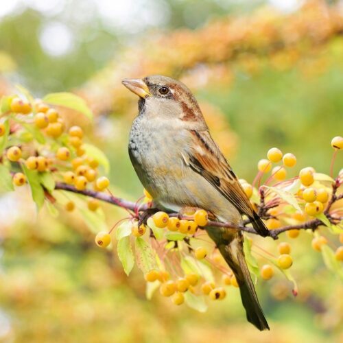 4.-Vogelbescherming-Donatie-Natures-gift-duurzaam-cadeau-cadeaukaart