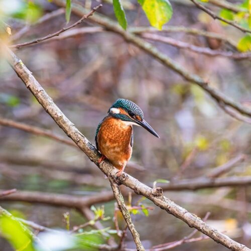 5.-Vogelbescherming-Donatie-Natures-gift-duurzaam-cadeau-cadeaukaart