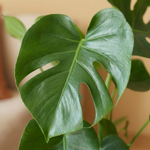 EFP-014M151-monstera-deliciosa-p17-2