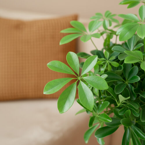 EFP-016M151-schefflera-p19-2
