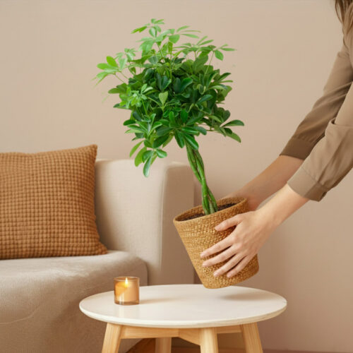 EFP-016M151-schefflera-p19-3