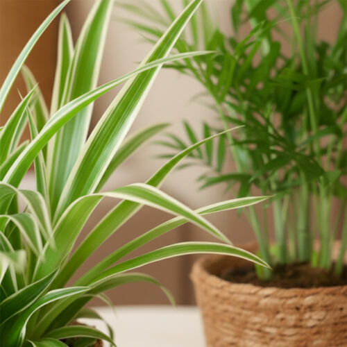 EFP-035M262-duo-Chlorophytum-en-Chamaedorea-P12-2