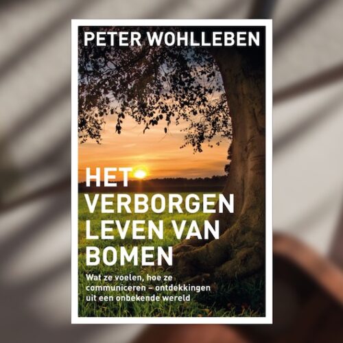 Het-verborgen-leven-van-bomen1