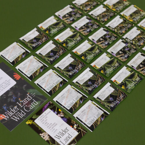Wilderland-onkruidenthee3-natures-gift-duurzaam-cadeau-sustainable-gift-card-duurzaamheid-natuur-geschenk-gifts-impact
