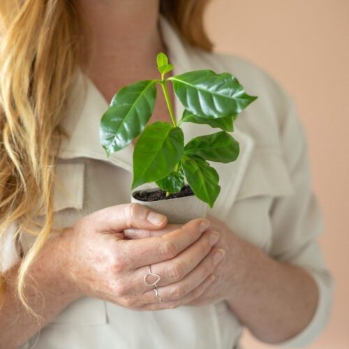 koffieplantje-bloompost-natures-gift-cadeau-brievenbus-groen2