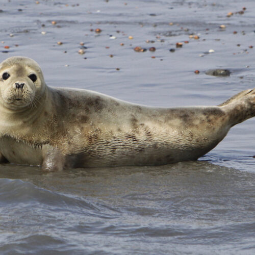 Zeehonden-safari-doen-kado-uitjes-cadeau-geven-belevenis5