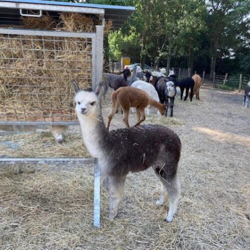 xr:d:DAFctlLa3xg:3,j:48451993931,t:23030914